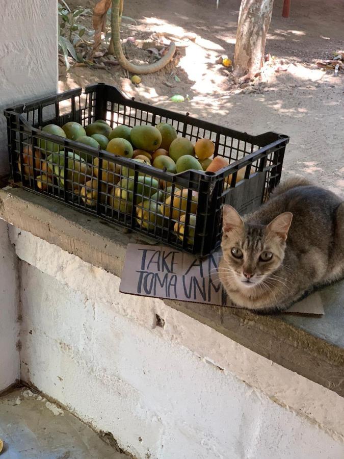 Posada La Huerta Mazunte Bagian luar foto